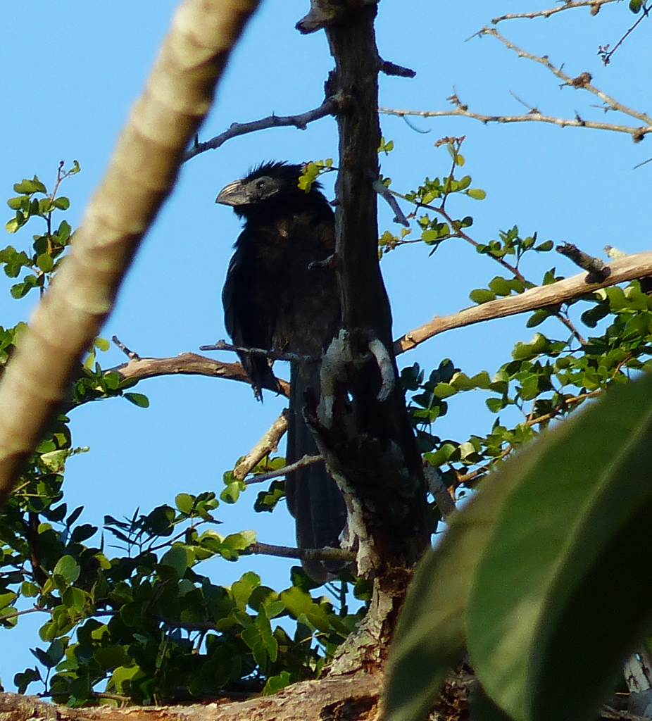 A picture of a thick-billed ani, in a tree, looking pensive